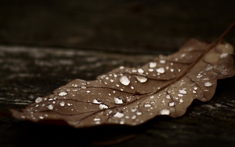Wet Leaf on Wood