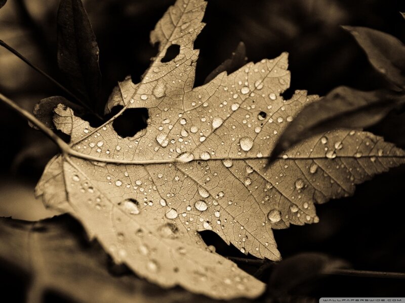 Wet Leaf with Water Droplets — Brown