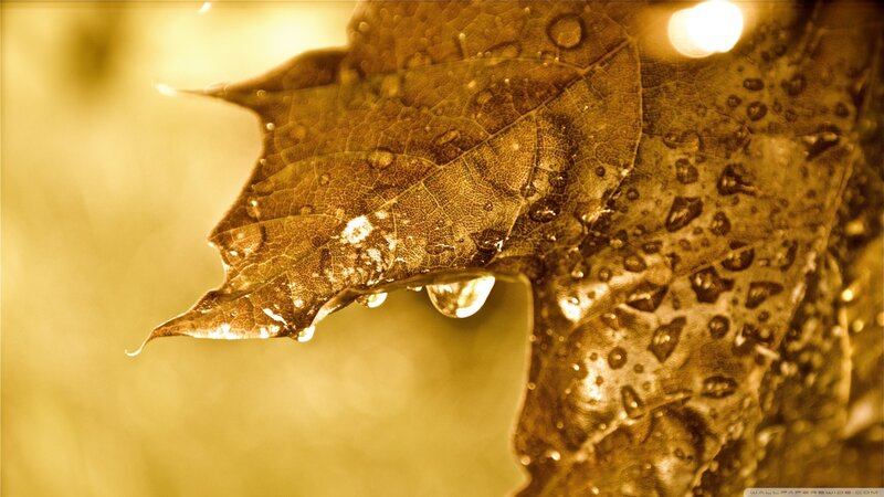 Wet Leaf with Water Droplets — Gold