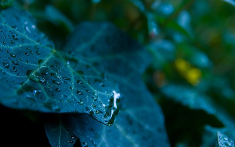Wet Leaf with Water Droplets — Green
