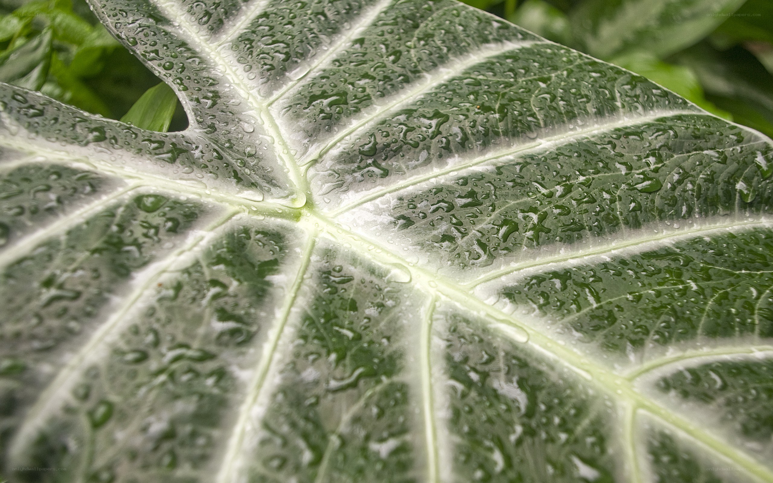 wet leaf with water droplets