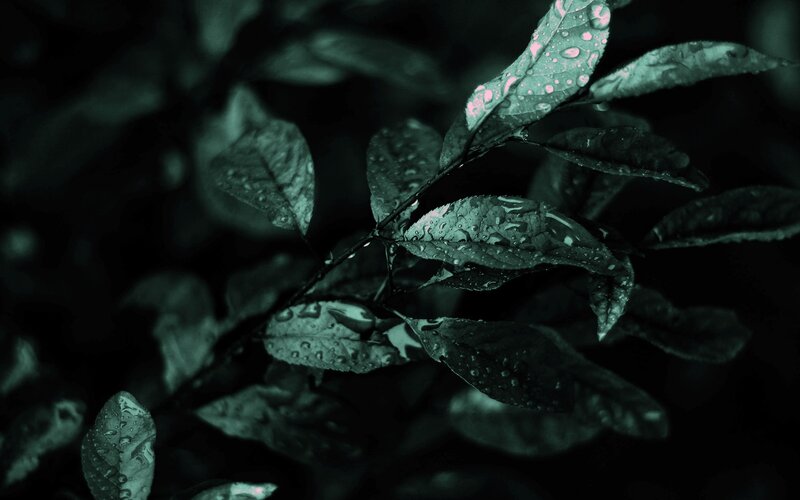 wet leaves in dark light