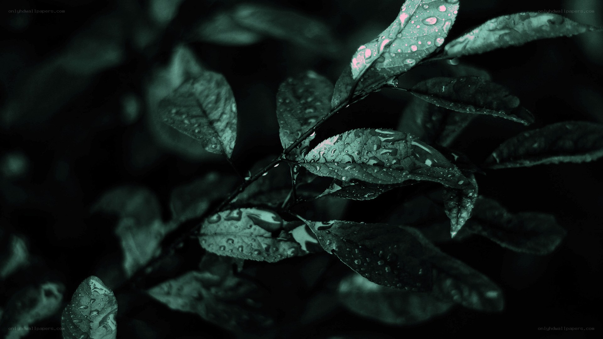 wet leaves in dark light