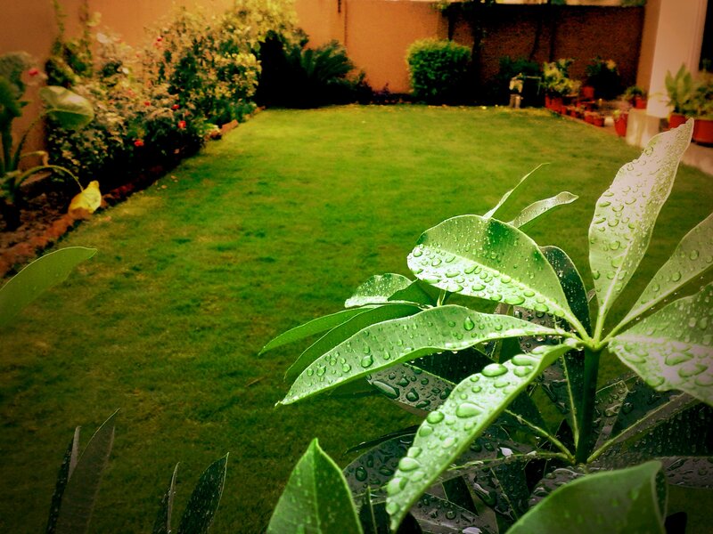 Wet Leaves in Garden