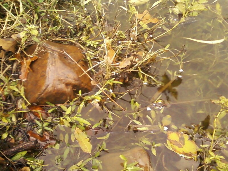 Wet Leaves in Shallow Water