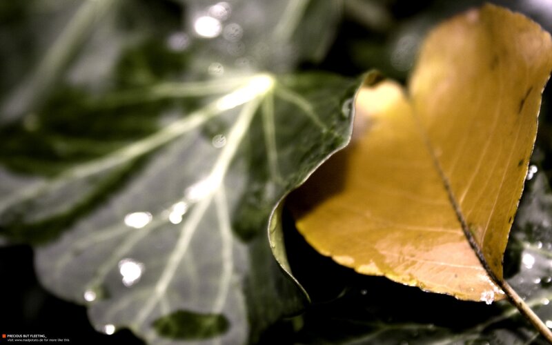 Wet leaves in the rain