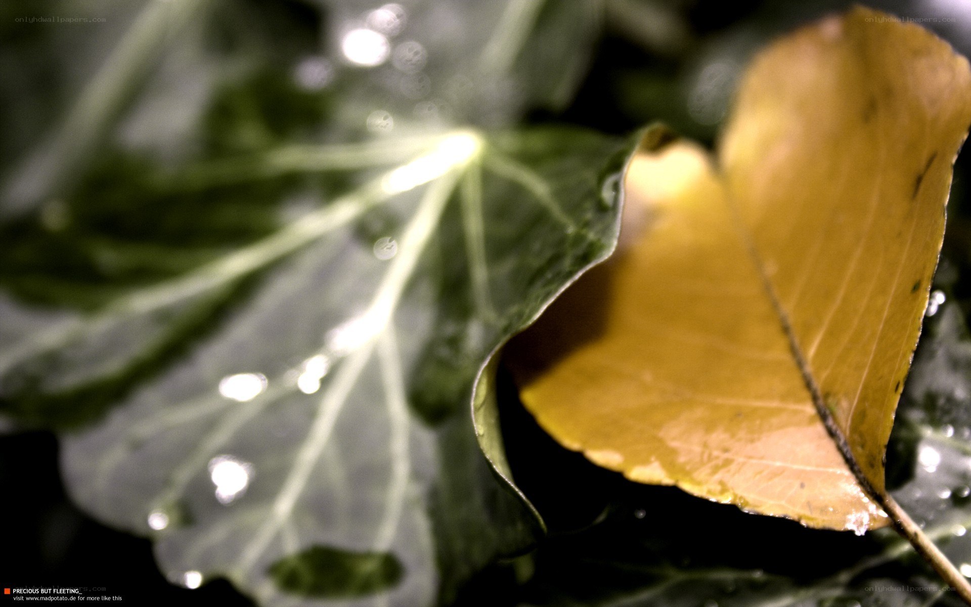 Wet leaves in the rain