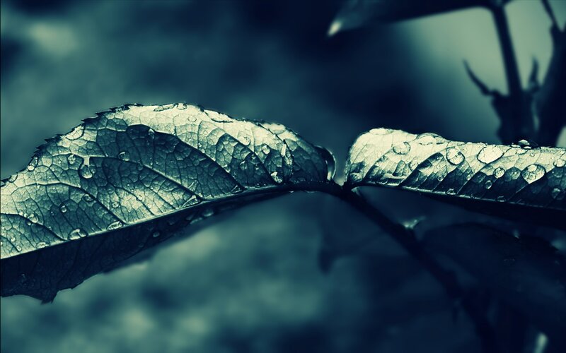 Wet Leaves on a Branch