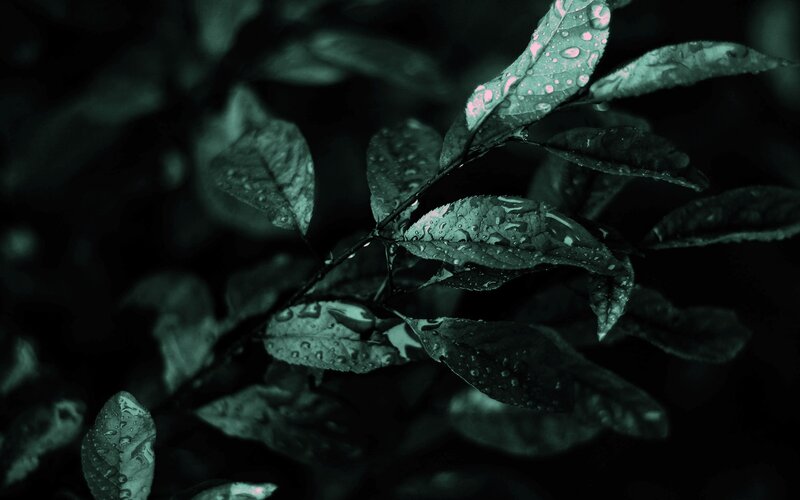 Wet Leaves on Branch — Green
