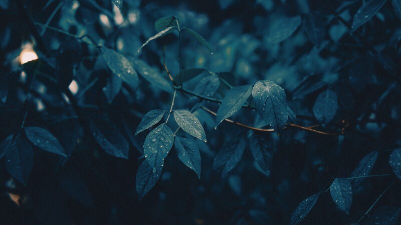 Wet Leaves on Branches — Blue