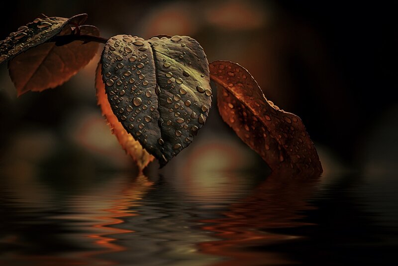 Wet Leaves on Water