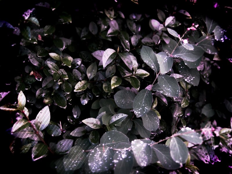 wet leaves with water droplets