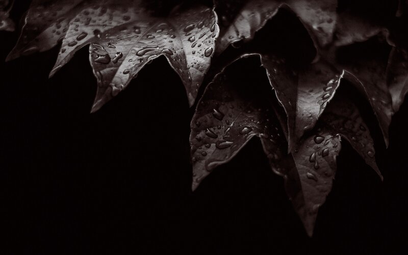 Wet Leaves with Water Droplets — Black
