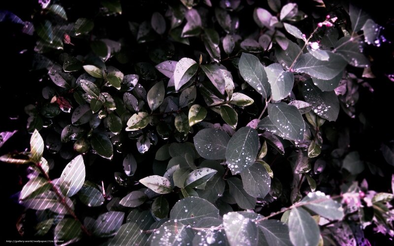 Wet leaves with water droplets