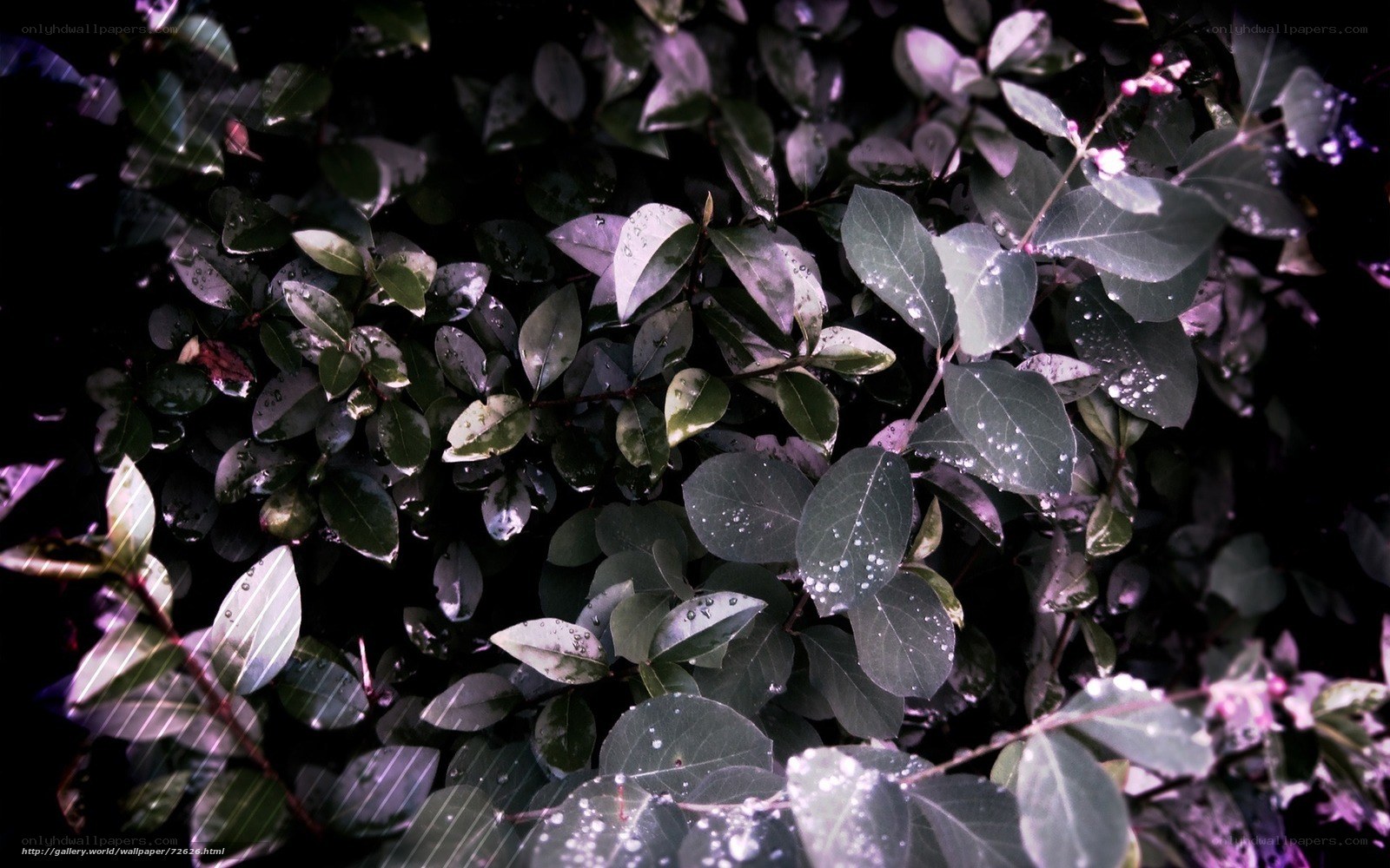 Wet leaves with water droplets