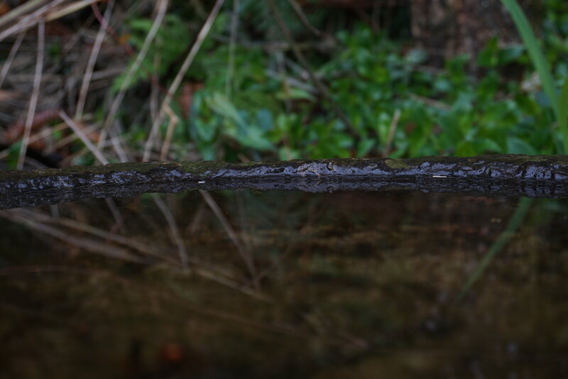 Wet Log in Stream