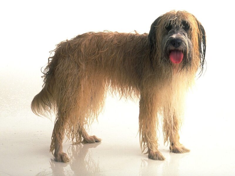 Wet Long-haired Dog