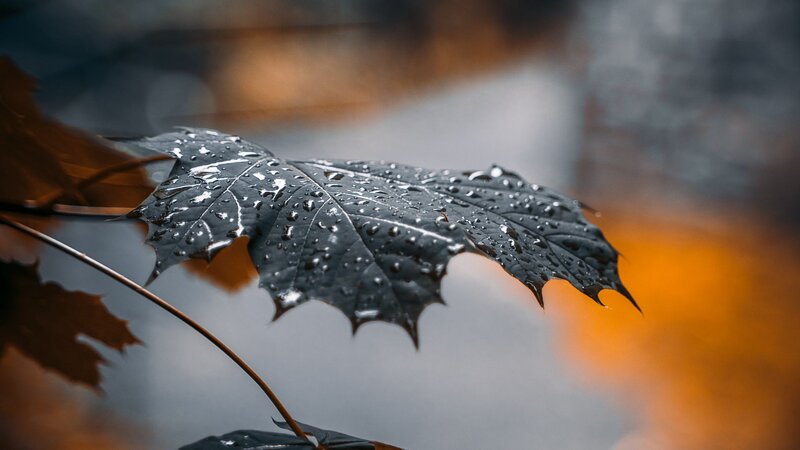 Wet Maple Leaf — Black