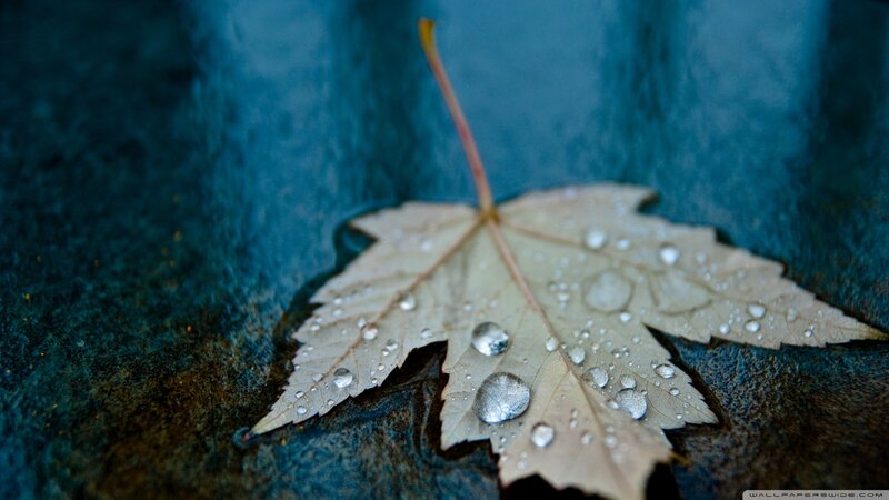 Wet Maple Leaf — Blue, Calm