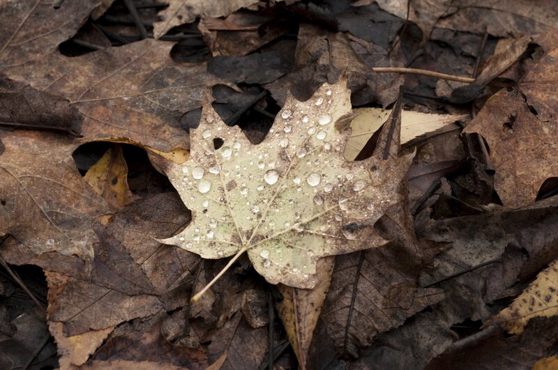 Wet Maple Leaf — Brown, Calm