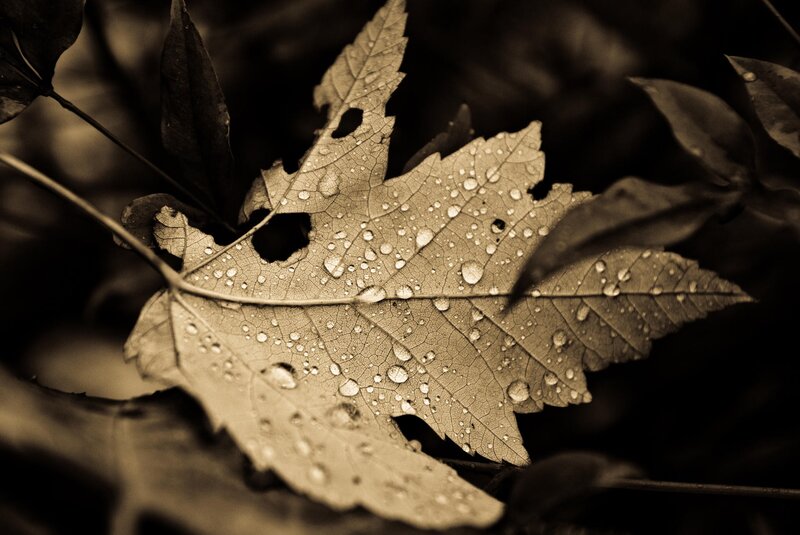 Wet Maple Leaf — Brown, Serene, Autumn