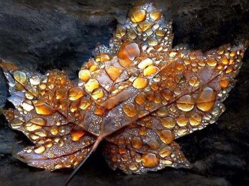 Wet Maple Leaf — Brown, Serene