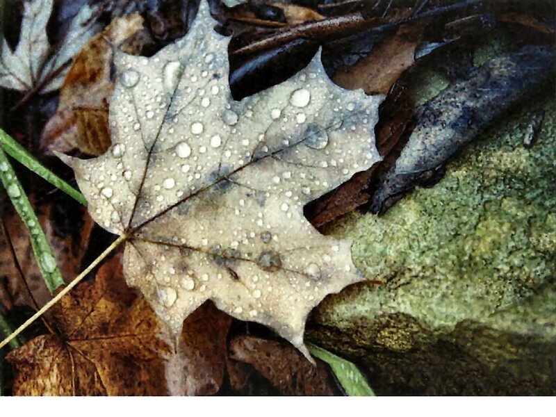 Wet Maple Leaf — Brown