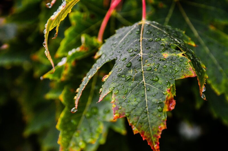 Wet Maple Leaf — Green