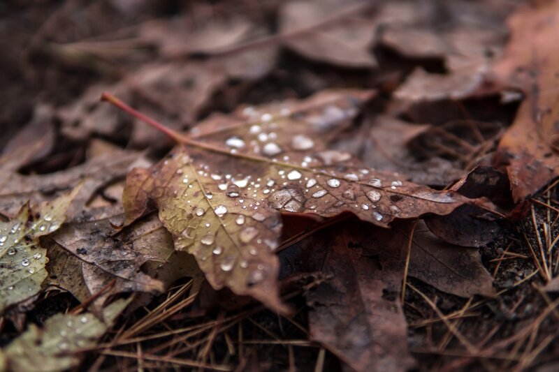 Wet Maple Leaf on Ground