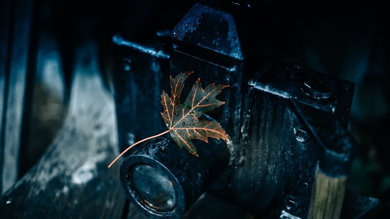 Wet Maple Leaf on Metal