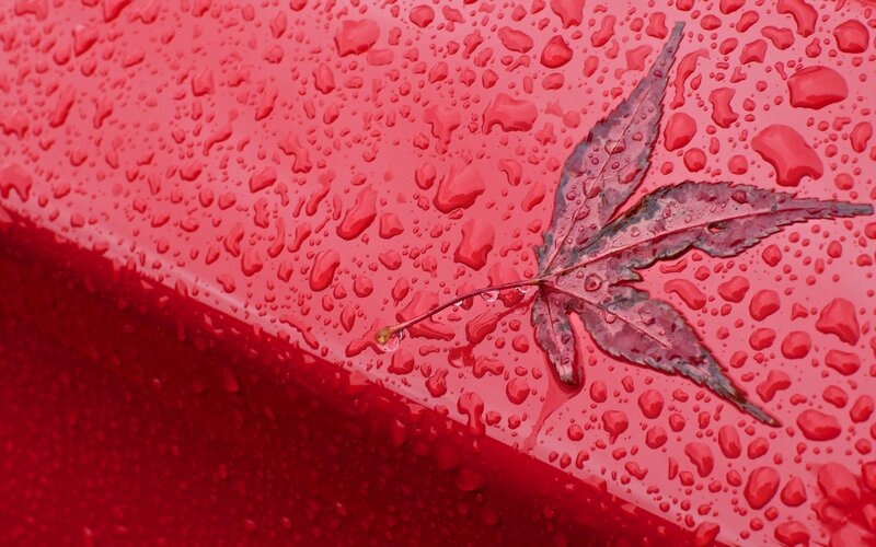 Wet Maple Leaf — Red