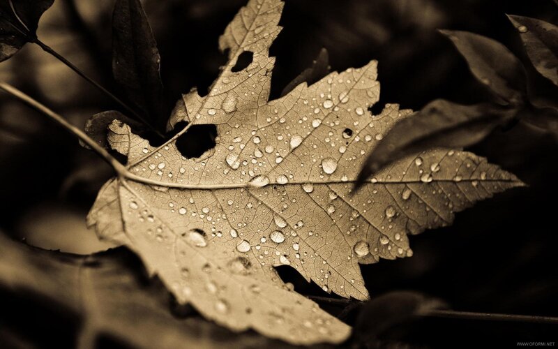 Wet Maple Leaf