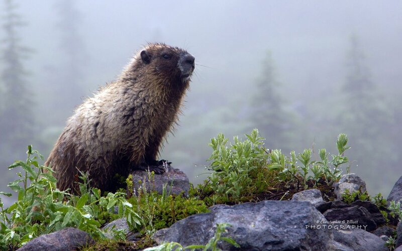 Wet Marmot on Rocks