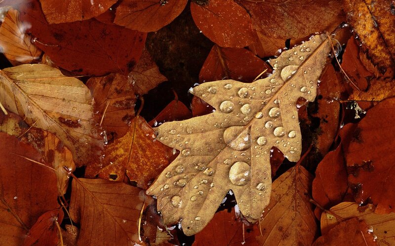 Wet Oak Leaf in Water — Brown, Calm