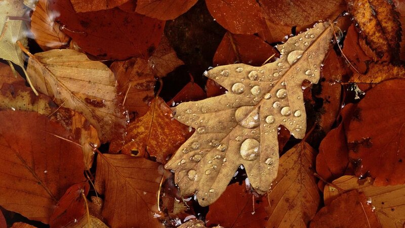Wet Oak Leaf in Water