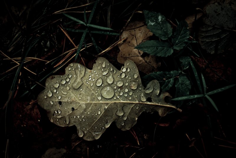 Wet Oak Leaf on Forest Floor