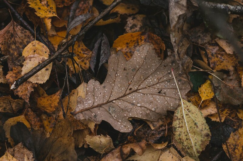Wet Oak Leaf on Ground