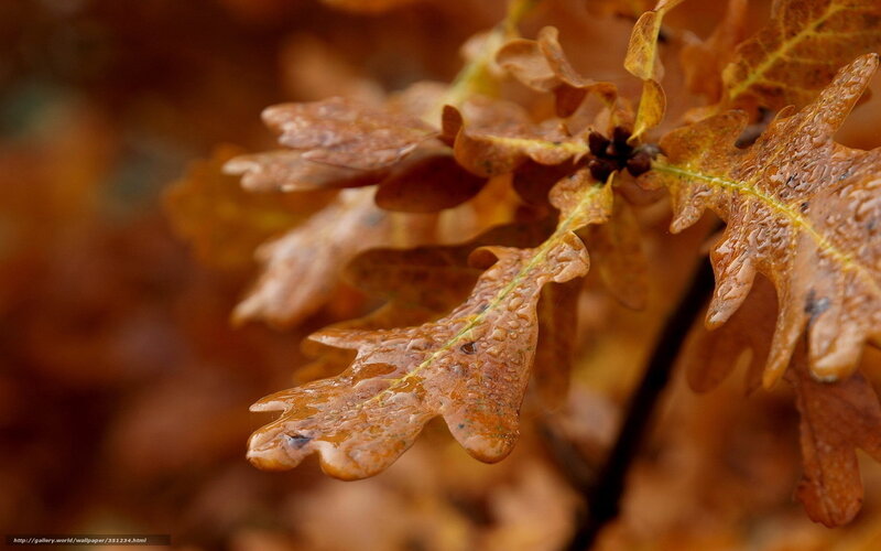 Wet Oak Leaves on Branch