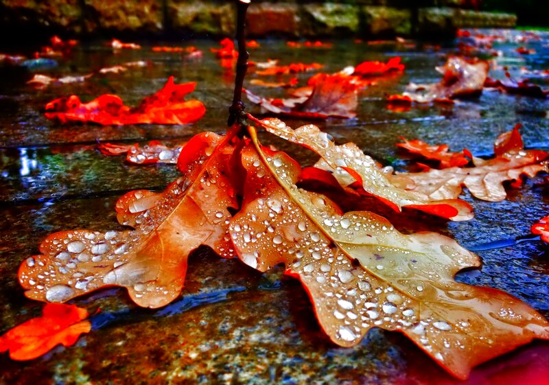 Wet Oak Leaves on Stone