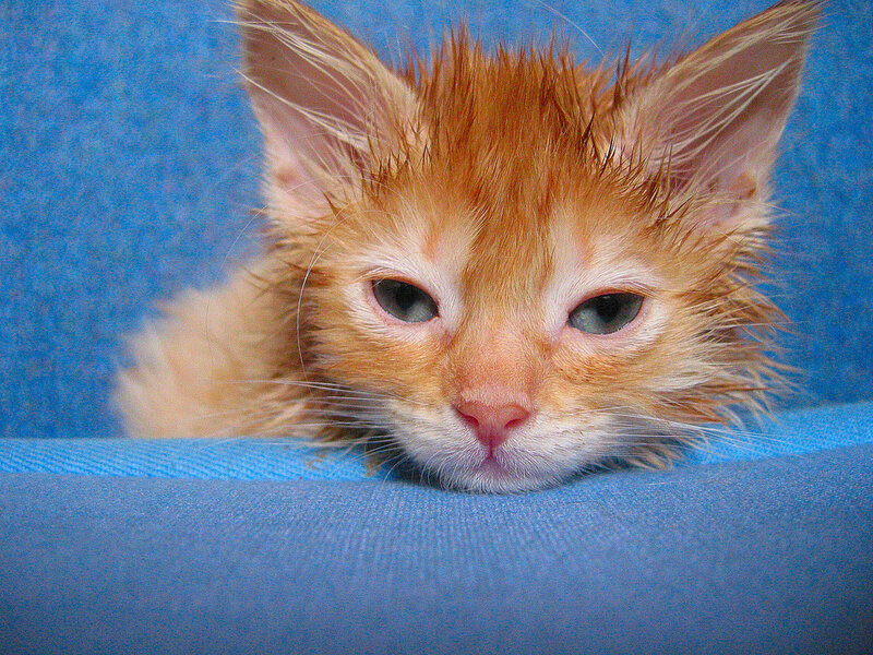 wet orange kitten on blue