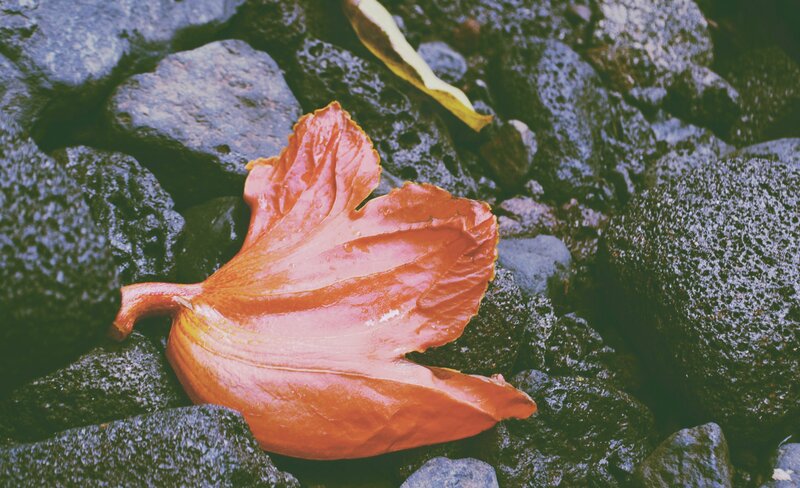 Wet Orange Leaf