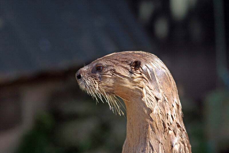 Wet Otter Head — Brown