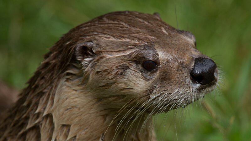 Wet Otter Head