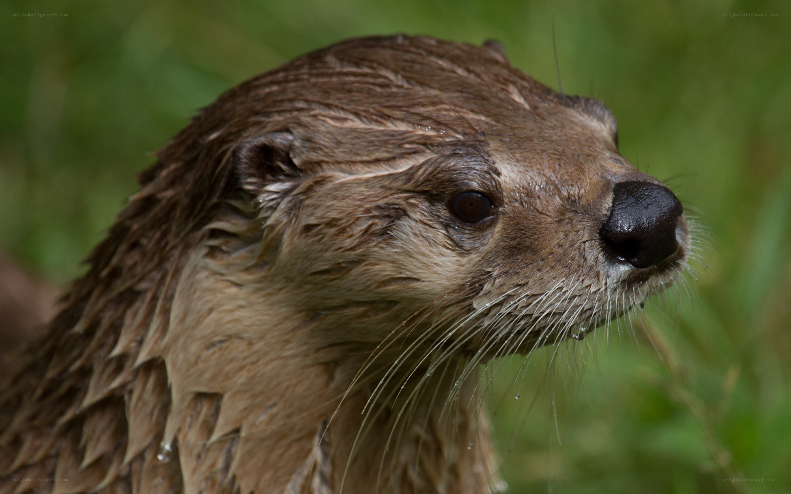 wet otter in grass