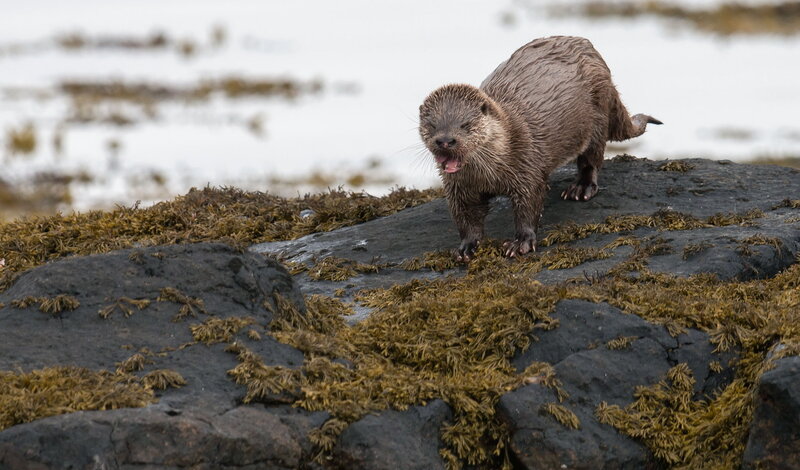 Wet Otter on Rocks — Brown