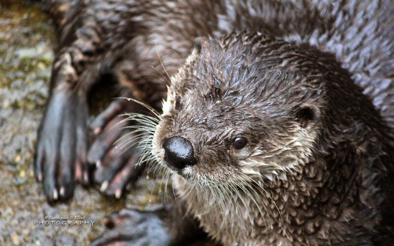 Wet Otter on Rocks