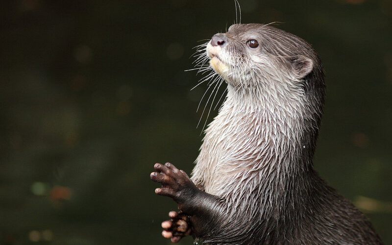 Wet Otter Standing