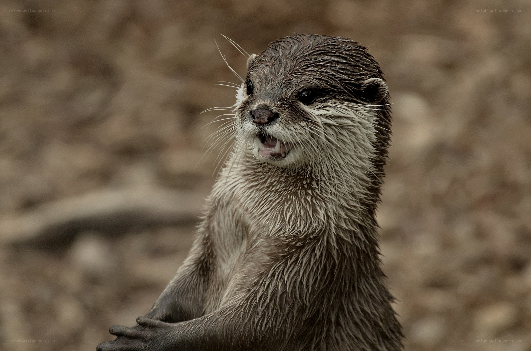 wet otter with open mouth