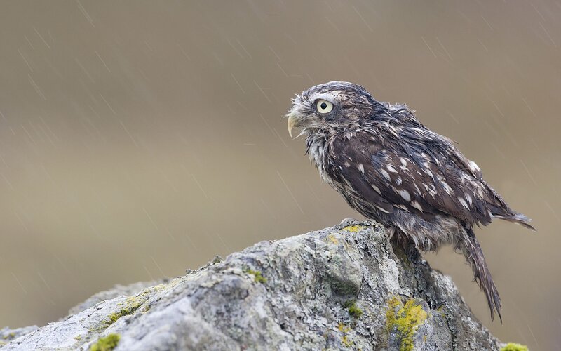 Wet Owl on Rock