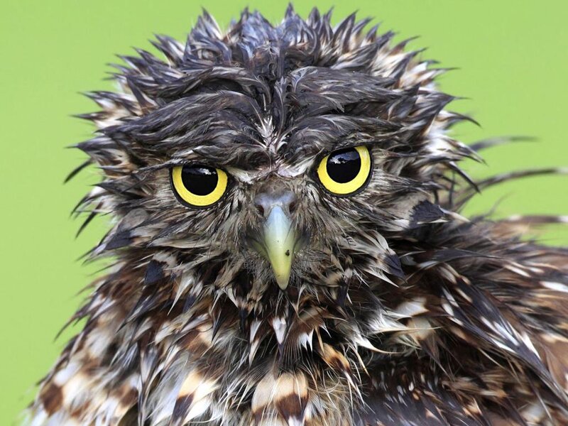 Wet Owl with Yellow Eyes